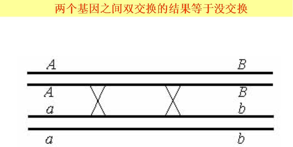 double和single区别 single or double? 