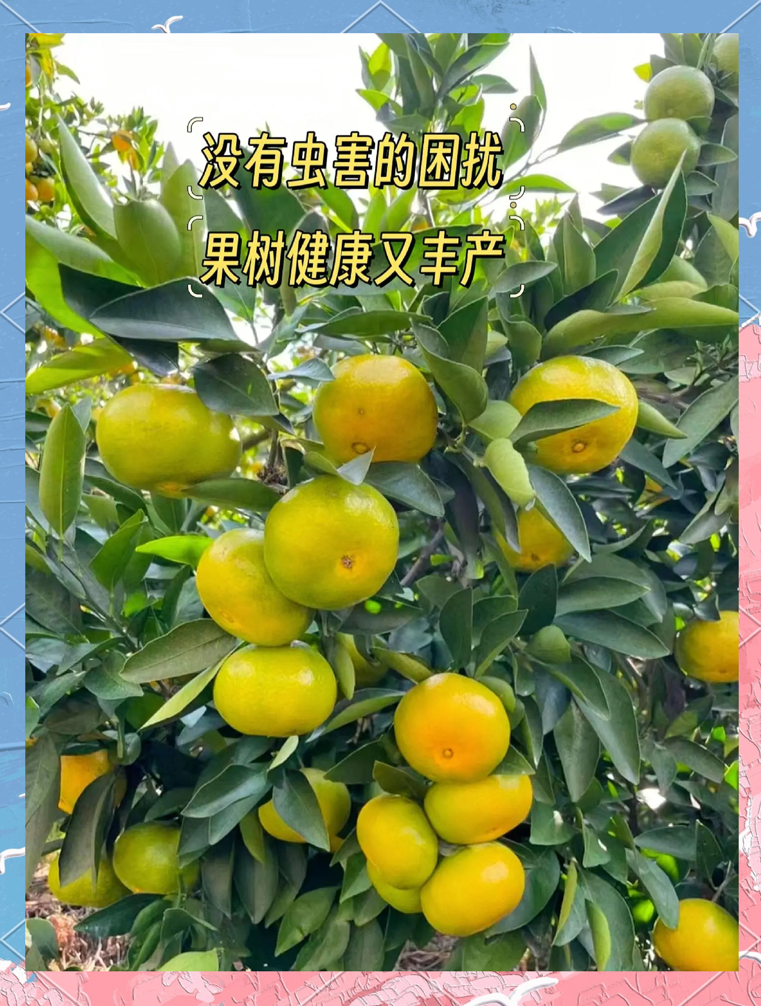红蜘蛛和蓝蜘蛛的区别 红蜘蛛和蓝蜘蛛的区别图片 